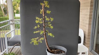 Make an Italian Cypress Bonsai from Nursery Stock  how to wire pads [upl. by Eve662]