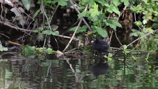 Life of a Moorhen Chick Part 2 [upl. by Dudden]