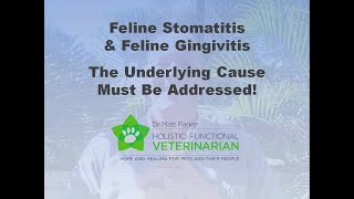 Feline Stomatitis amp Gingivitis The Underlying Cause Must Be Addressed [upl. by Urissa371]