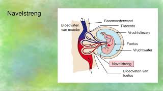 Placenta en Navelstreng navelstrengader en slagaders [upl. by Feriga]