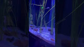 Pot Bellied seahorse aquariumfish seahorses mississippi aquarium shorts PawpawSammyAlyBug [upl. by Eikcuhc785]