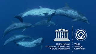 UNESCO’s Marine World Heritage [upl. by Brieta434]