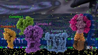 Electron transport chain [upl. by Ayifas]