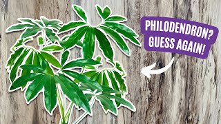 21 Plants That Are NOT Philodendron Anymore and Why  Repot and Educate [upl. by Bogoch]