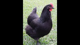 About Black Australorp chickens for backyard pets and eggs [upl. by Etteiram507]