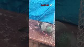 Top flying pigeon in India kabootarbazilovers shortvideo [upl. by Nolan]