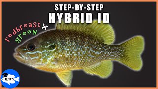 Hybrid Identification WalkThrough  Redbreast Sunfish x Green Sunfish [upl. by Marvella983]