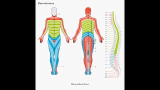 Dermatome Mapping [upl. by Pinto]