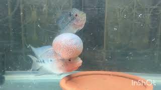 flowerhorn breeding fish flowerhorn flowerhorngrooming cichlid fishaquarium [upl. by Ahselat]