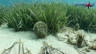 Los peces de la posidonia [upl. by Ellynad439]