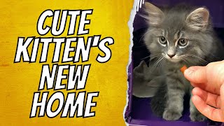 Cute Kittens New Home 😺 SO FLUFFY [upl. by Ruff]