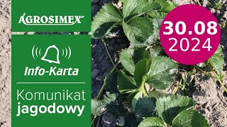 Zabiegi na plantacjach późnym latem  komunikat jagodowy  Agrosimex [upl. by Jane]