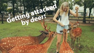 Feeding deer in Nara Park Japan [upl. by Lantz]