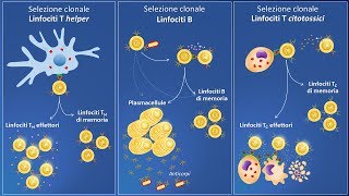 Selezione clonale e risposta immunitaria specifica [upl. by Ttayh982]