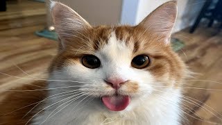 FUNNY CAT MEMES COMPILATION OF 2023 V29 [upl. by Purcell]