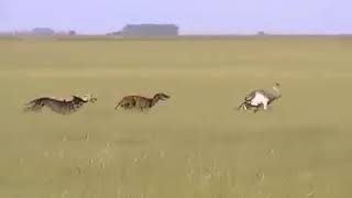 Amazing Wild Animal  OMG 😱😱😱 Greyhounds Hunting Ostrich 🐕🐕🐕 VS 🦃🦃 [upl. by Akcinahs]