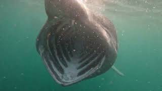 Basking Sharks  Ballinglanna Bay  11 May 2024 [upl. by Sibyl198]