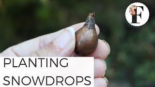 Planting Galanthus Snowdrop Bulbs  Gardening for Beginners Cut Flower Farm Growing Flowers [upl. by Treborsemaj]