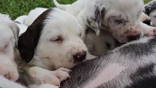 Cutest Dalmatian Puppy Video Ever V33 [upl. by Klehm]