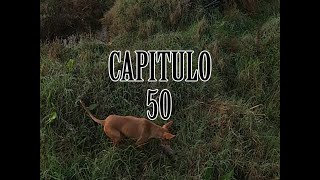 Cazando conejos con podencos Capitulo 50 [upl. by Brook]