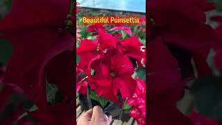 poinsettia garden greenthumbtips gardenplants plantcare greenthumb workshop gardenflowers [upl. by Leahcimal]