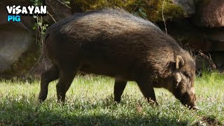 Friendly Visayan Warty Pig Walking Around [upl. by Jamal]