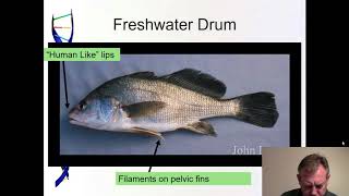 Ichthyology Lecture 38  KY Families  Drum [upl. by Elidad]