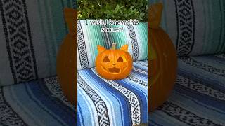 Use AntiHumidity Hair spray to make pumpkins last longer amp keep critters away pumpkin Halloween [upl. by Maier743]