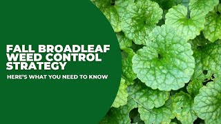 Fall Broadleaf Weed Control Strategy [upl. by Clymer]