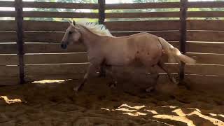 2024 Legacy Sale Consignment Hip 7 RED DIRT GIRL [upl. by Hau250]