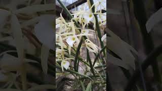 Brassavola Perrini orquideascollection orchid viralvideo flores coleção [upl. by Bainbrudge483]