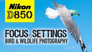 Nikon D850  My Focus Settings  Bird amp Wildlife Photography [upl. by Nalyorf160]