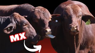 Santa Gertrudis Cattle in México [upl. by Assirhc]