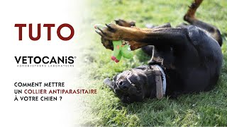 Comment mettre un collier antiparasitaire à son chien [upl. by Andie]