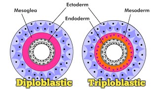 Diploblastic and triploblastic animals द्विस्तरीय तथा त्रिस्तरीय जंतु [upl. by Aihpos]