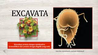 Protista EXCAVATA pertemuan ke3 Mata Kuliah Protista dan Fungi [upl. by Aw]