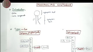 Phospholipid Synthesis Glycerophospholipids  Sphingolipids  Lipid Metabolism Doctor Z [upl. by Martreb]