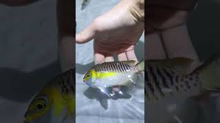 Swallowtail Angelfish are STUNNING fish pets shorts topshelfaquatics [upl. by Herta]