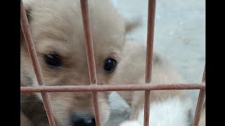 bacchon ko bhookh lagi thi🐕doglover 2024 street dog [upl. by Sontich]