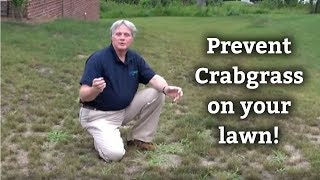 Crabgrass Control Tips  Expert Lawn Care Advice [upl. by Ruby377]