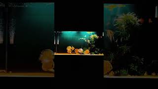 Beautiful discuss and angel tank setup idea aquarium shorts youtubeshorts [upl. by Jennica]