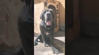 Mastino napoletano [upl. by Niwrehs]