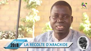 2eme partie WATHIAYE KHELCOM 2018 RECOLTE DE L ARACHIDE MBATHIOUM GUERTÉ LE 21 DECEMBRE 2018 [upl. by Meean253]