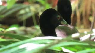 Dark winged Trumpeter Trio at Cristalino Jungle Lodge [upl. by Lianna]