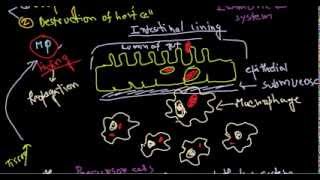 Salmonella pathogenesis [upl. by Wallis]