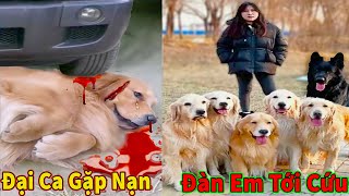 Thú Cưng TV  Trứng Vàng và Trứng Bạc 10  Chó Golden Gâu Đần thông minh vui nhộn  Pets smart dog [upl. by Michaelina]