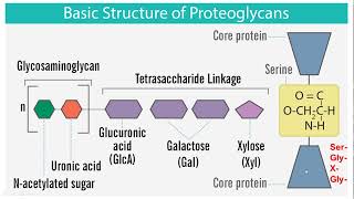 Proteoglycans  Structure and Function [upl. by Nosaes]