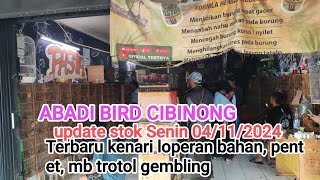 Update stok terbaru Senin04112024 abadibirdcibinong [upl. by Peursem]