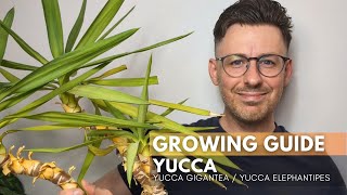 Yucca Yucca gigantea Care Guide and Growing Tips [upl. by Neitsirhc]