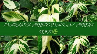 MARANTA ARUNDINACEA  ARROWROOT  CARE AND TIPS FOR BEGINNERS 🌿 [upl. by Lehman964]